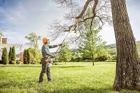 Best Tree Disease Treatment  in Petersburg, WV