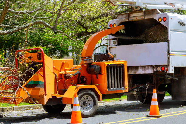 Best Tree Maintenance Programs  in Petersburg, WV