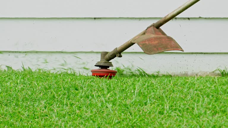 Best Root Management and Removal  in Petersburg, WV